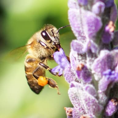 Bee Notes logo