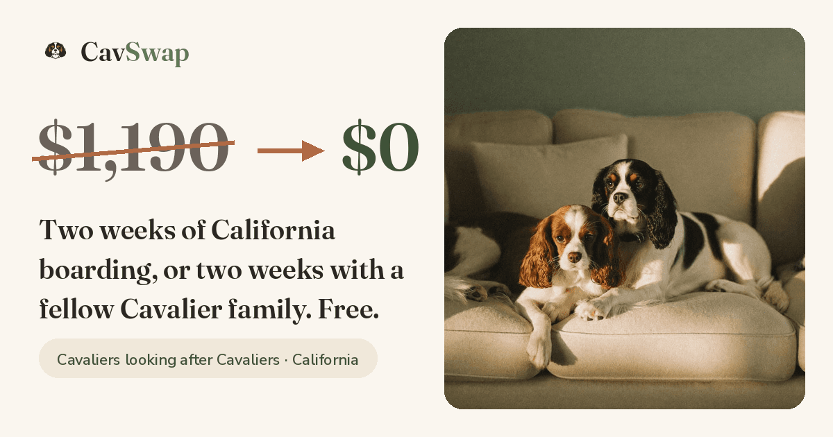 CavSwap: Cavalier Dog Sitting preview